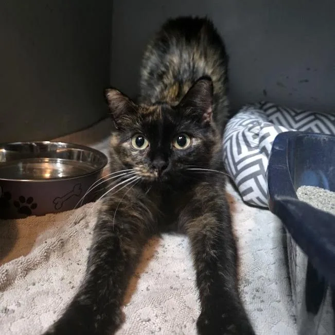 An adult small-sized female Domestic Medium Hair cat named Socks for adoption in Sioux Falls, SD