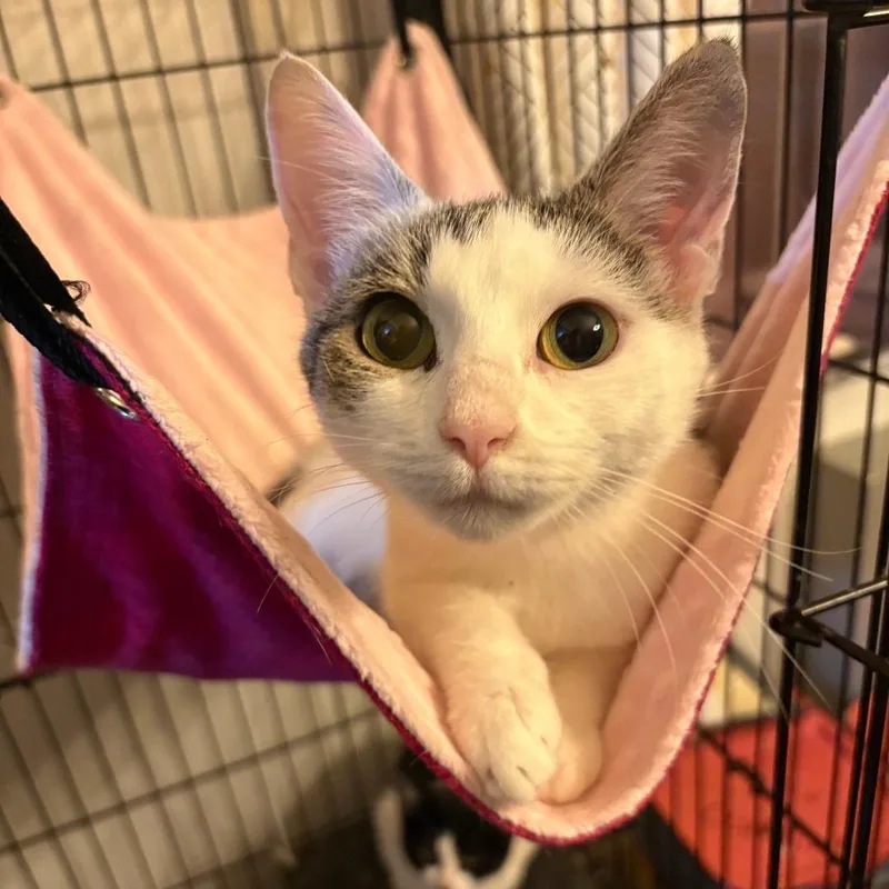 A baby medium-sized female Tabby cat named Katy for adoption in Sewaren, NJ