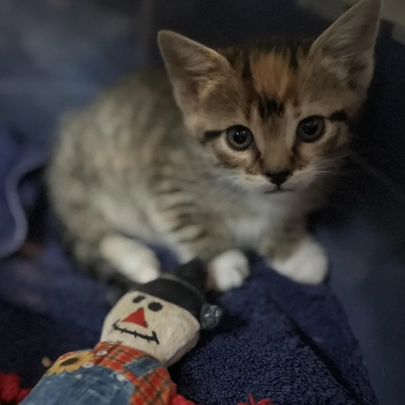 Phoebe