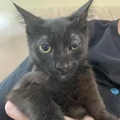 A baby medium-sized male Black Domestic Short Hair cat named Albert Einstein for adoption in Lauderhill, FL