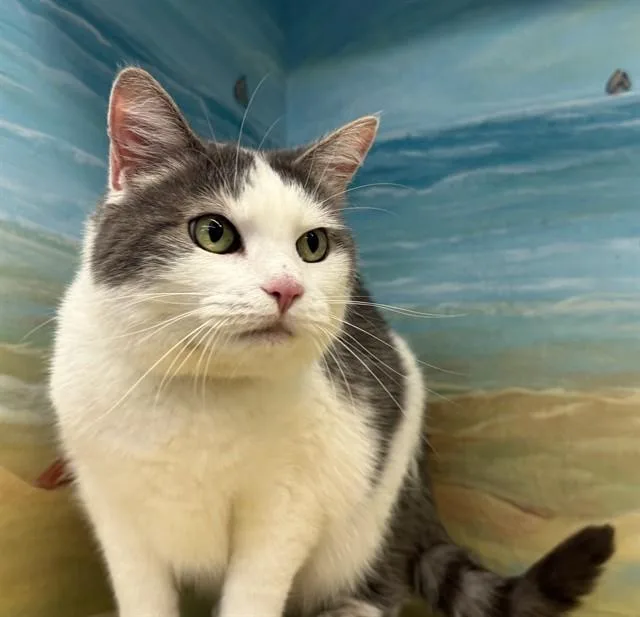 A senior medium-sized female Domestic Short Hair cat named Acer for adoption in Agoura, CA