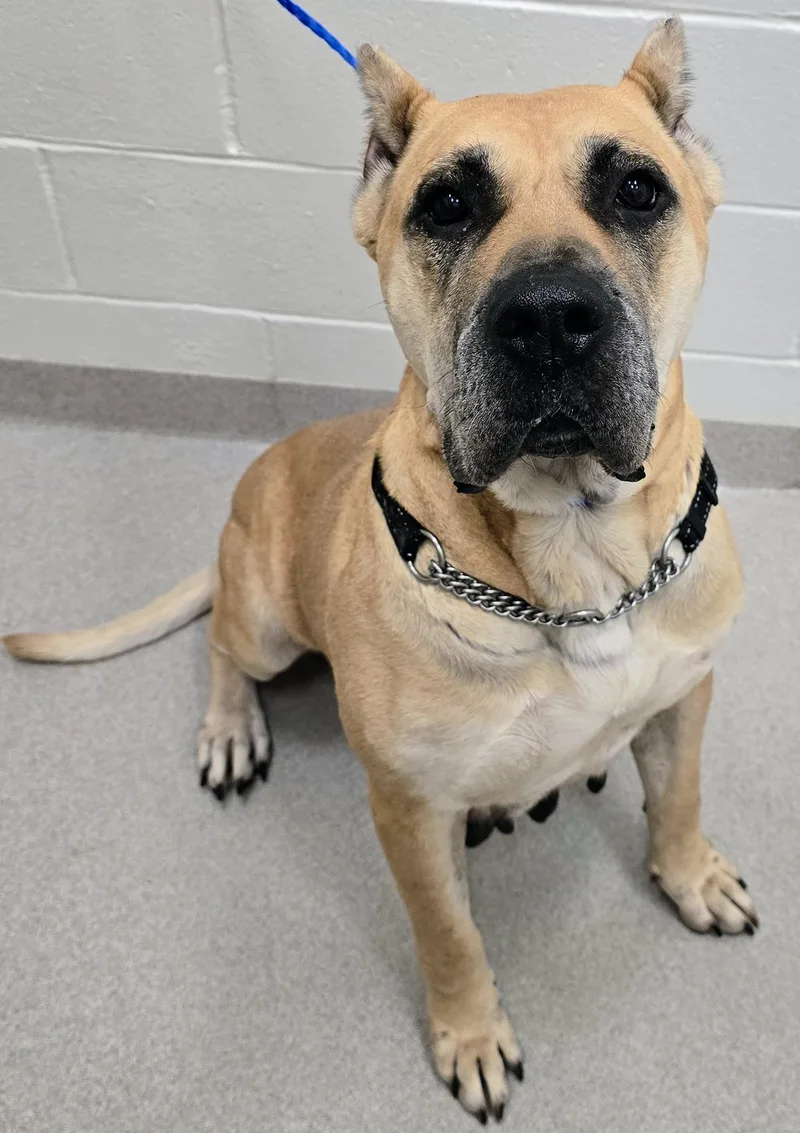 An adult extra large-sized female Cane Corso dog named Sandy for adoption in Amityville, NY