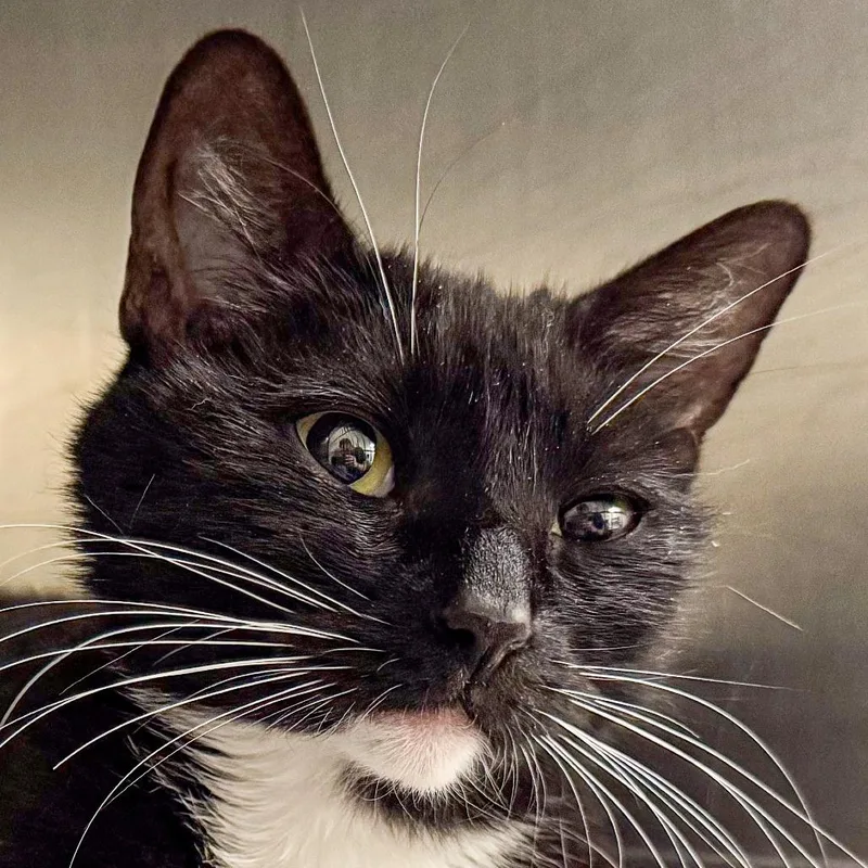 An adult medium-sized female Black Domestic Short Hair cat named Precious for adoption in Kennebunk, ME