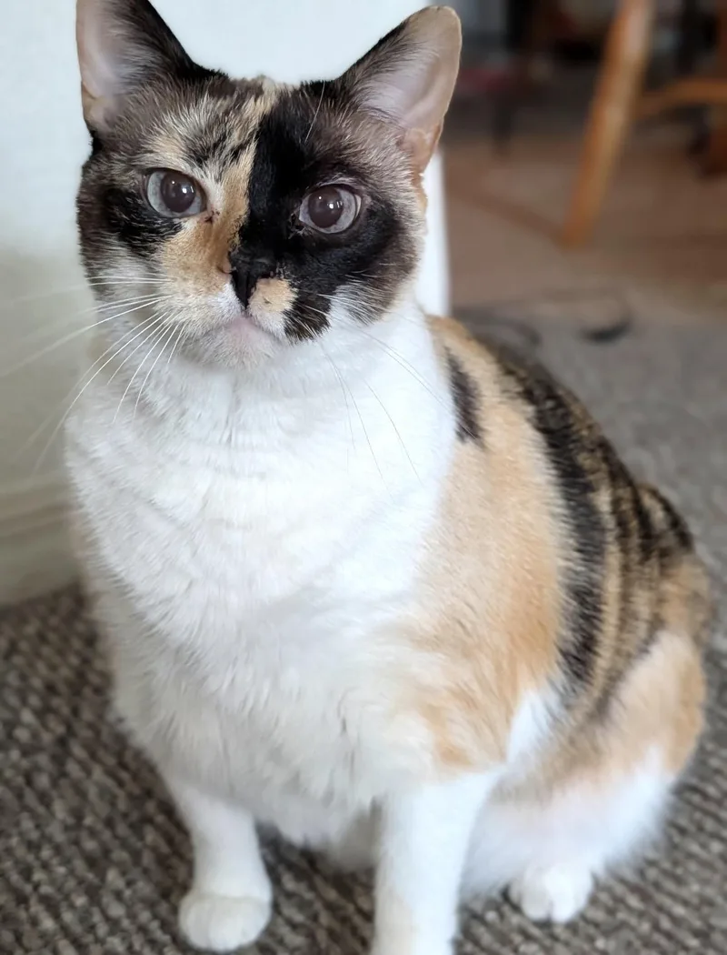 An adult medium-sized female Calico Domestic Short Hair cat named MOLLYLoves people for adoption in Port Orange, FL