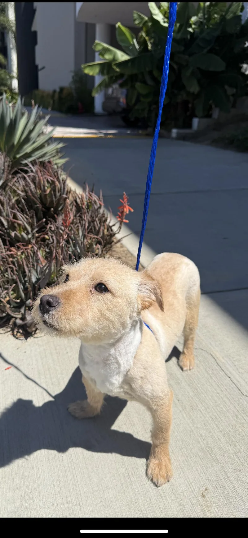 A baby small-sized male Apricot / Beige Miniature Schnauzer dog named Caspian for adoption in Hamden, CT