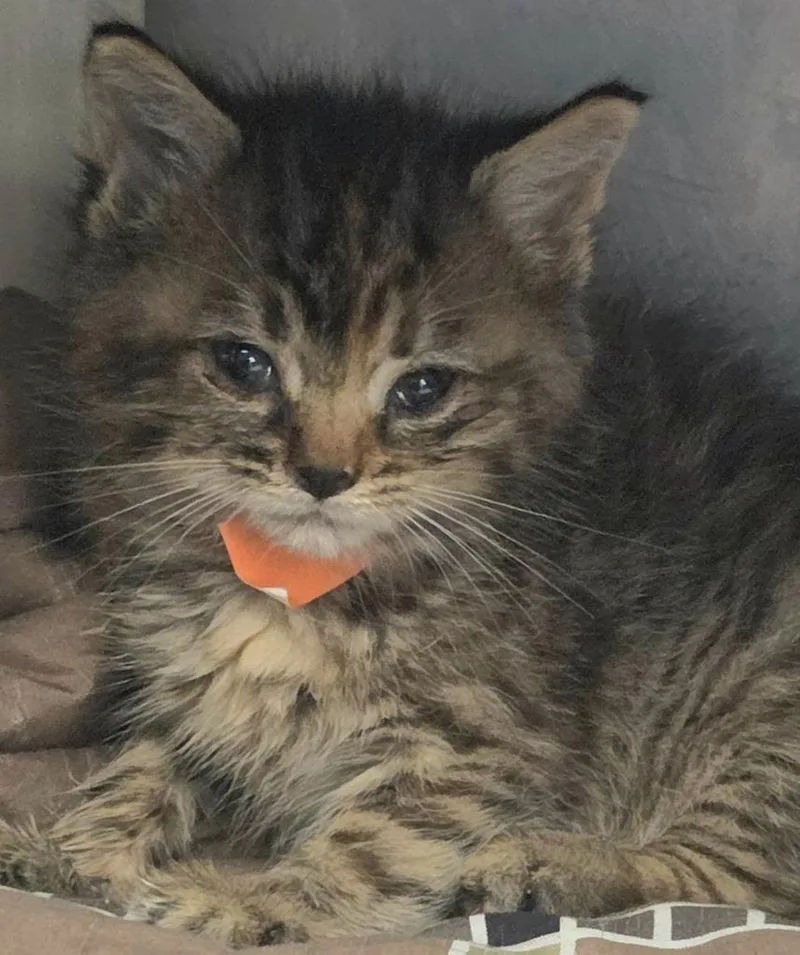 A baby small-sized female Domestic Short Hair cat named Dolly for adoption in Olean, NY