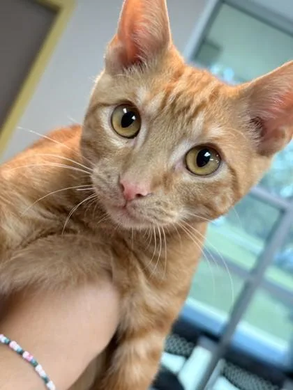 A baby medium-sized male Domestic Short Hair cat named Blaze for adoption in Memphis, TN
