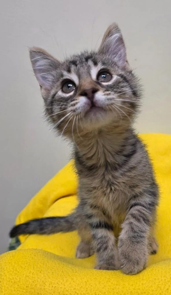 A baby small-sized male Domestic Short Hair cat named Pinto for adoption in Fremont, OH