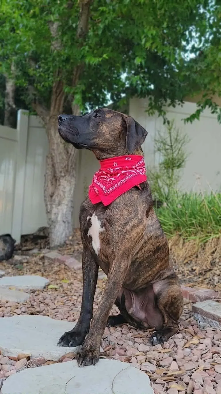 A young large-sized male Boxer dog named Pinto for adoption in Anza, CA