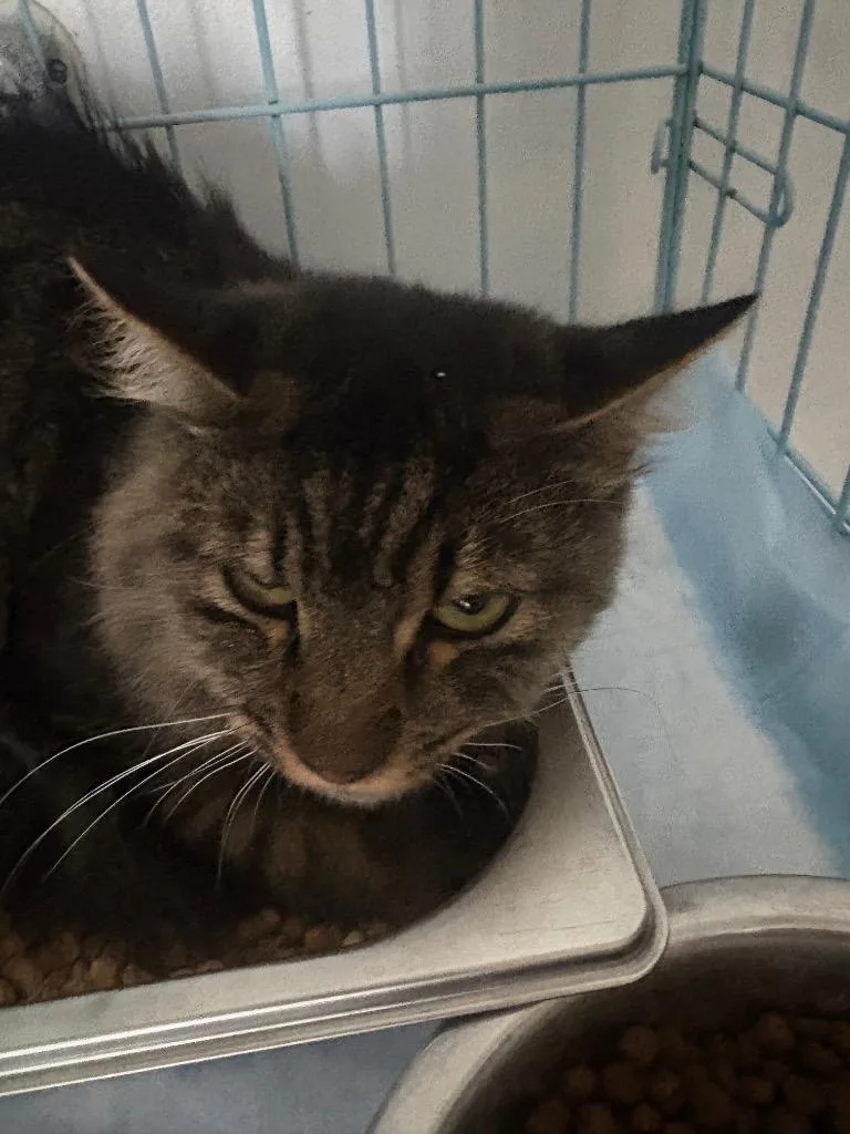 An adult small-sized male Domestic Medium Hair cat named Cheeseball for adoption in Brownwood, TX