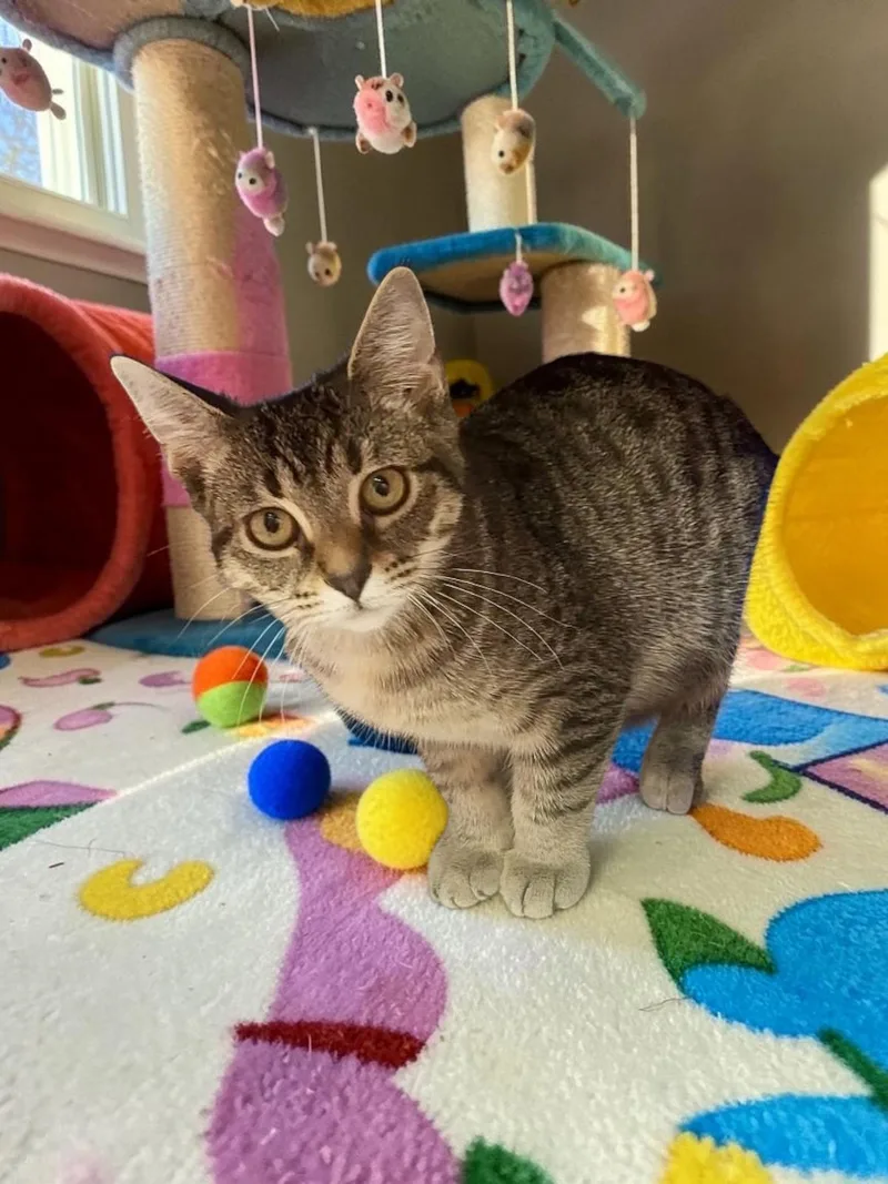 A baby medium-sized female Domestic Short Hair cat named Arabella for adoption in Champaign, IL