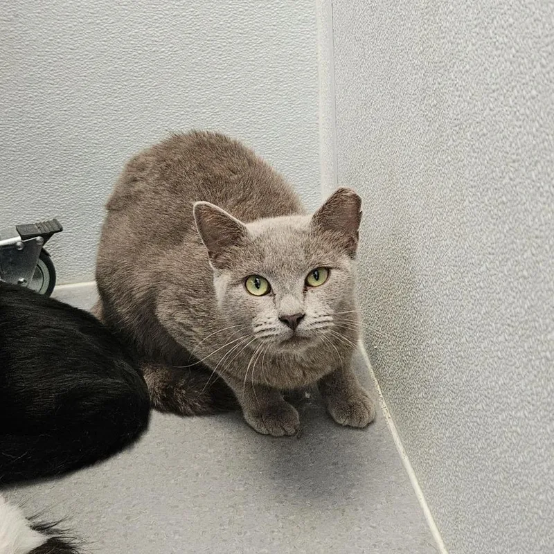A young medium-sized male Gray / Blue / Silver Domestic Short Hair cat named Moxie for adoption in Lakewood, CO