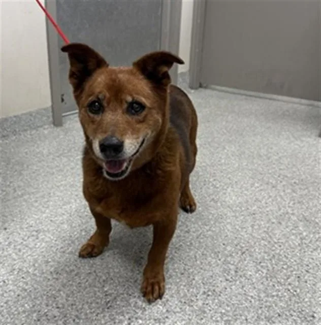 An adult medium-sized male Cardigan Welsh Corgi dog named A for adoption in Pasadena, TX