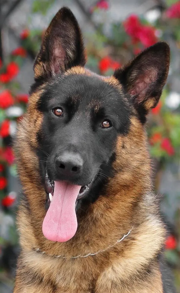 A young large-sized male Black German Shepherd Dog dog named Baron Von Borkum for adoption in Los Angeles, CA