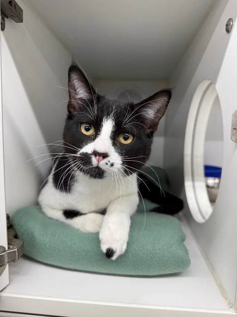 A young large-sized male Domestic Short Hair cat named Manny for adoption in Sapulpa, OK