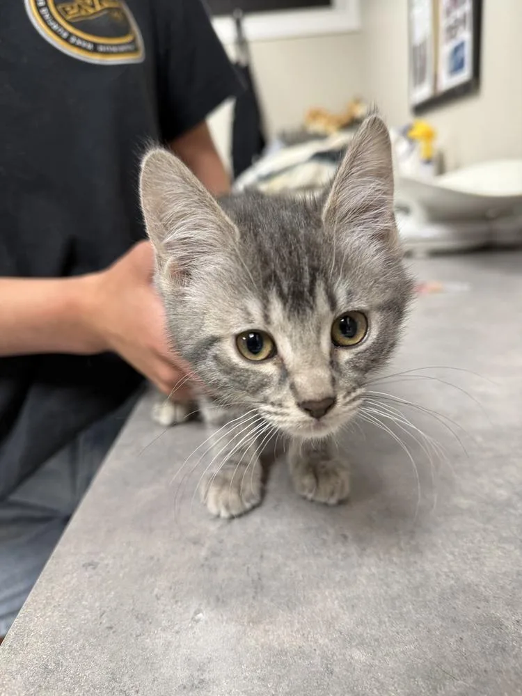 A baby small-sized female Gray & White Domestic Short Hair cat named Sapphire for adoption in Bemidji, MN