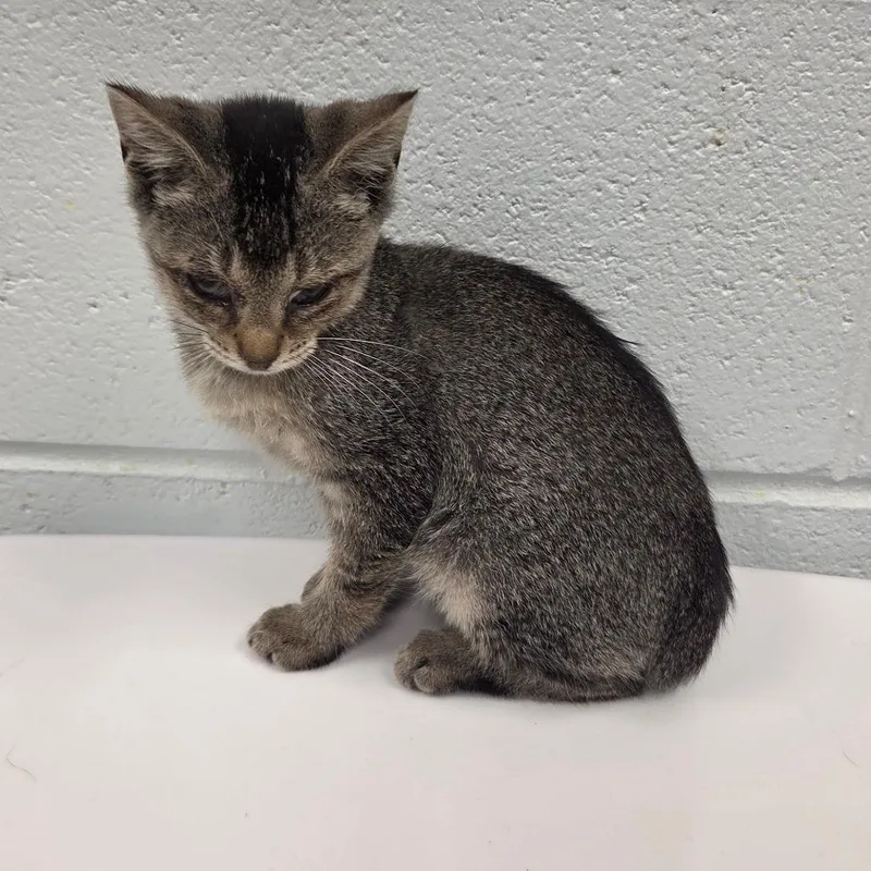 A baby small-sized female Domestic Short Hair cat named Xaldin for adoption in Chattanooga, TN
