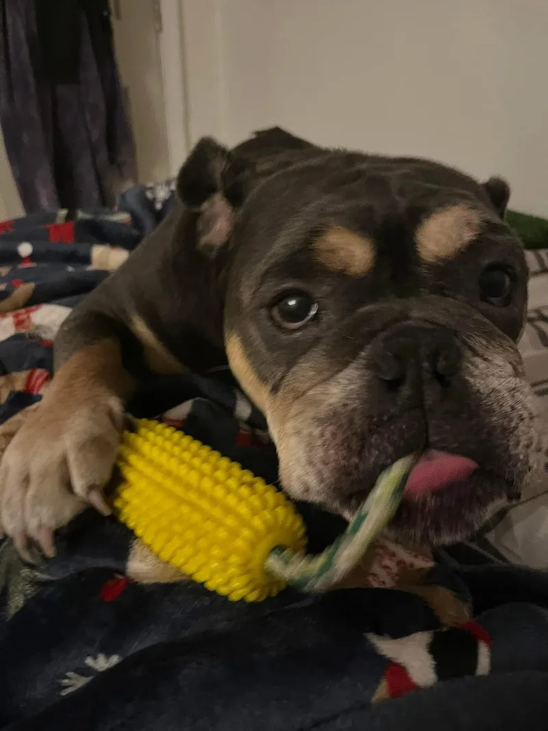 An adult medium-sized male Brown / Chocolate American Bulldog dog named Andy for adoption in Coral Springs, FL