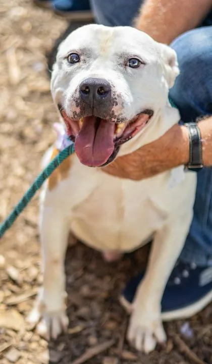 An adult large-sized male Mixed Breed dog named Bryson for adoption in Chamblee, GA