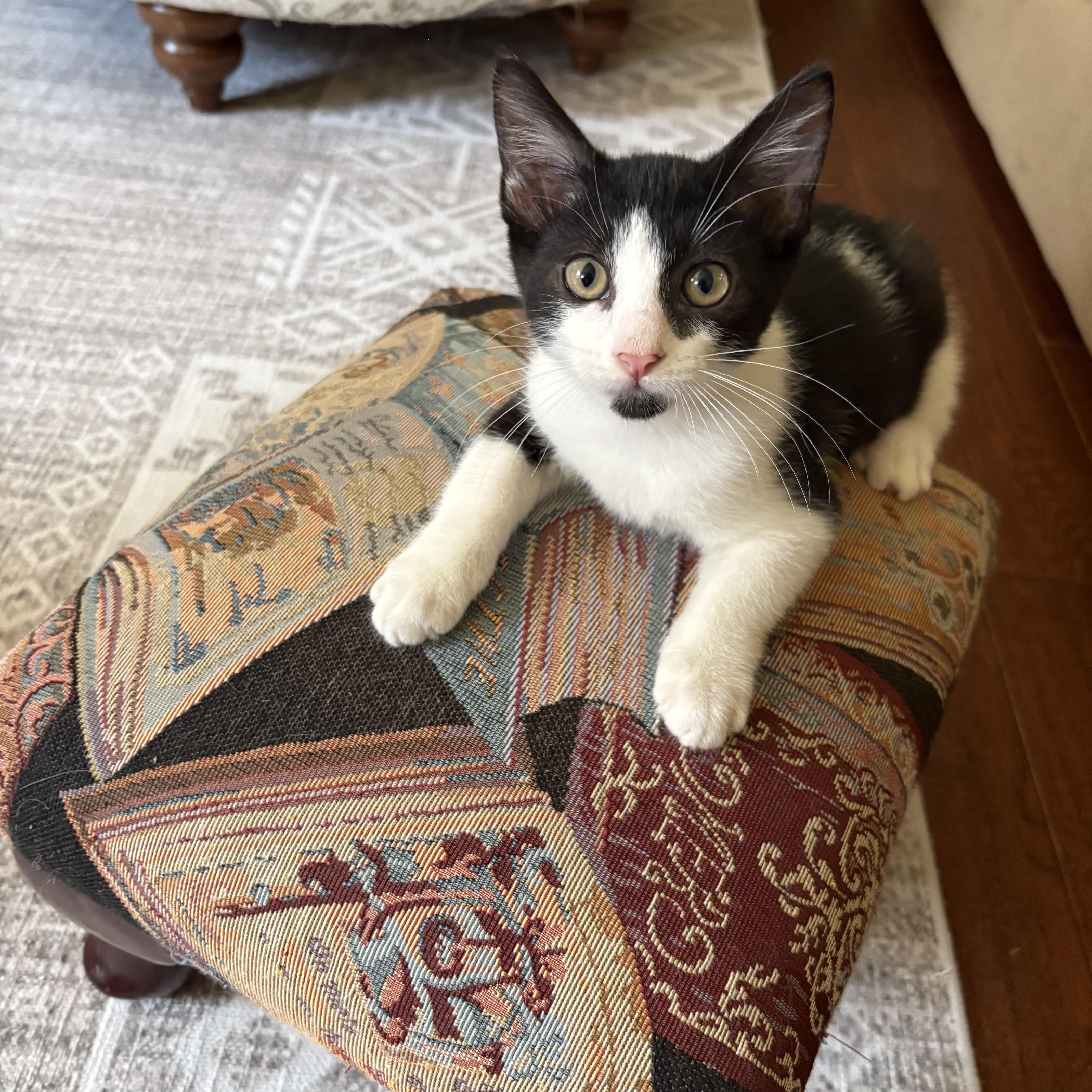 A baby small-sized male Black Domestic Short Hair cat named Goatee  North Conroe for adoption in Spring, TX