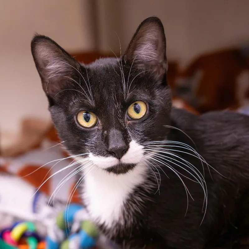 An adult medium-sized male Black Domestic Short Hair cat named Horchata Nitro Cold Brew for adoption in Mentor, OH
