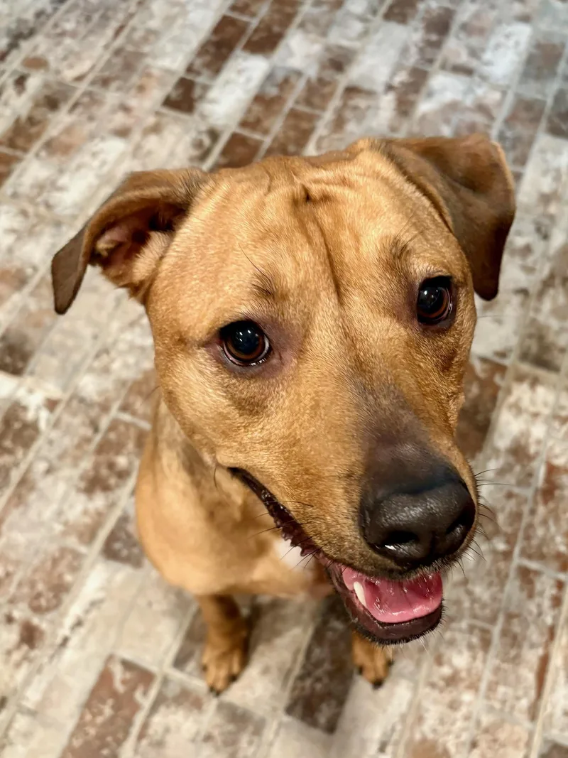 A young medium-sized female Boxer dog named Penny for adoption in Greenville, SC