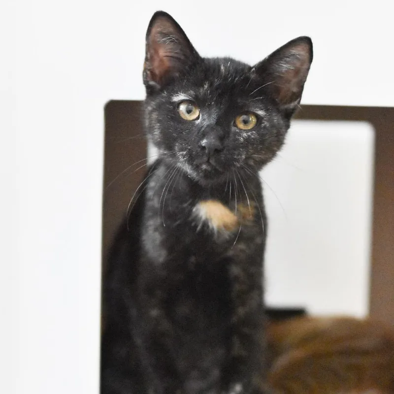 A baby small-sized female Tortoiseshell Domestic Short Hair cat named Pepsi for adoption in Kailua Kona, HI