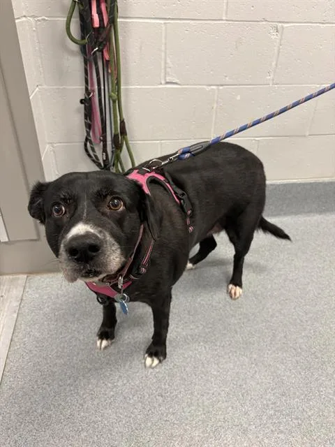 An adult large-sized female Labrador Retriever dog named Mayze for adoption in Indianapolis, IN