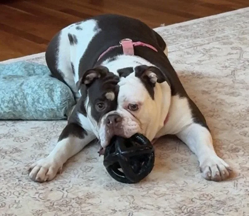 A young large-sized female English Bulldog dog named Beatrice for adoption in Holly Springs, NC