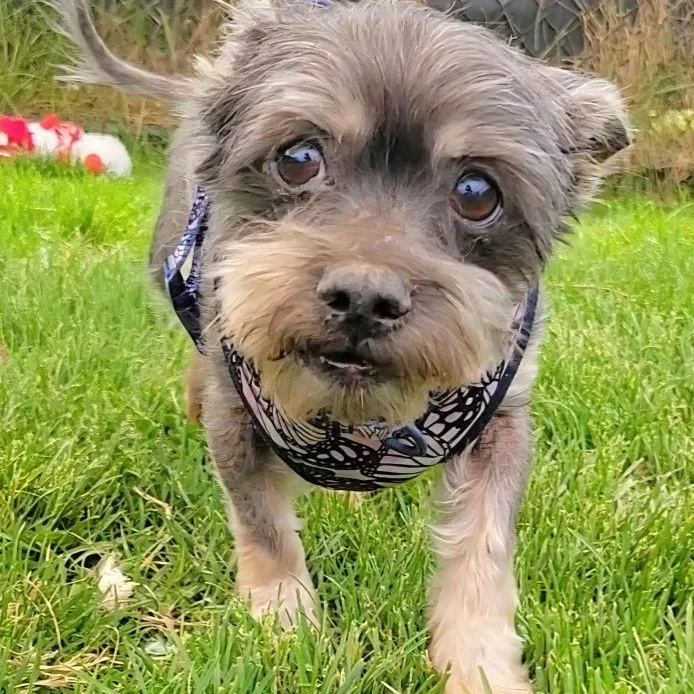 A senior small-sized female Mixed Breed dog named Rosie for adoption in Severn, MD
