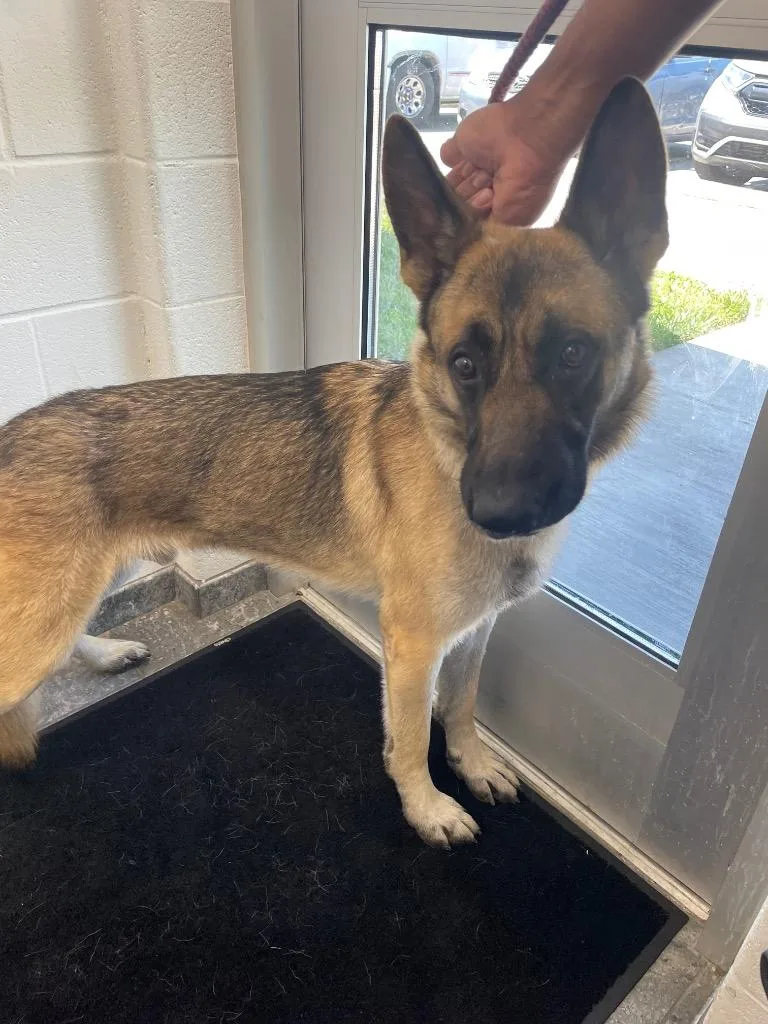 A senior large-sized male German Shepherd Dog dog named Ralph for adoption in Oxford, NC