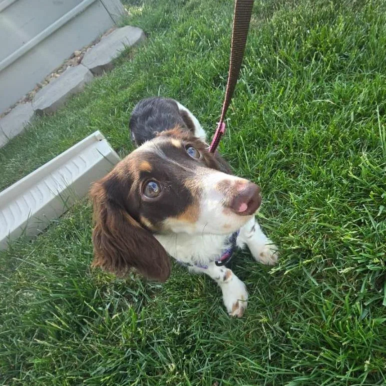 A young small-sized male Brown / Chocolate Miniature Dachshund dog named Raven for adoption in Martinsburg, WV
