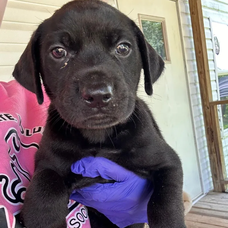 A baby small-sized male Black Labrador Retriever dog named Sushi for adoption in Valley, AL