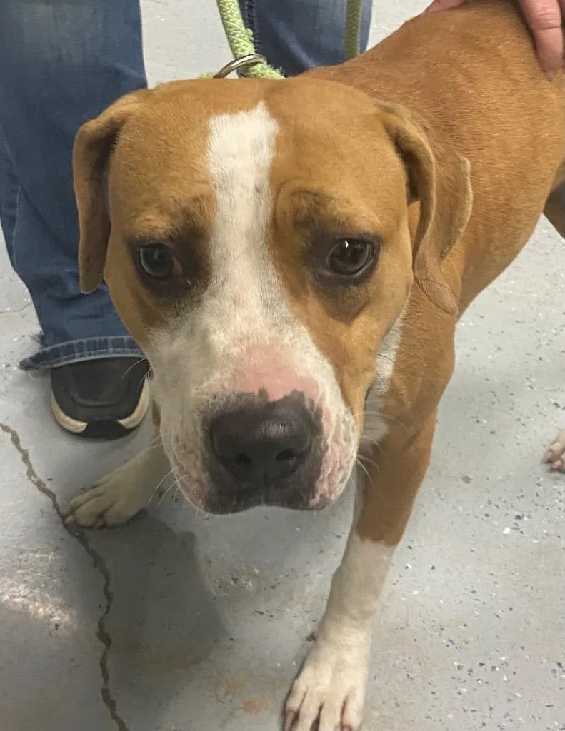 A young medium-sized female Boxer dog named Scarlet for adoption in Beebe, AR