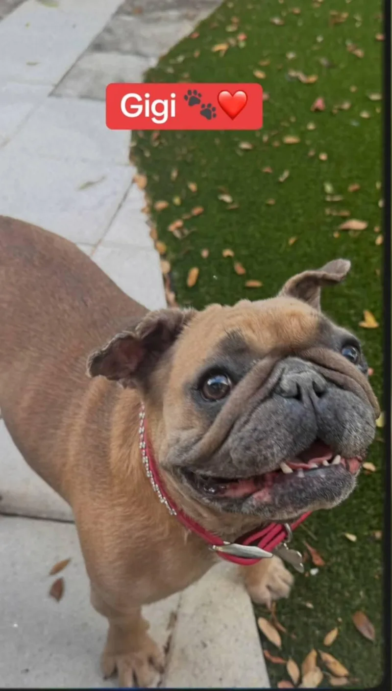 Gigi