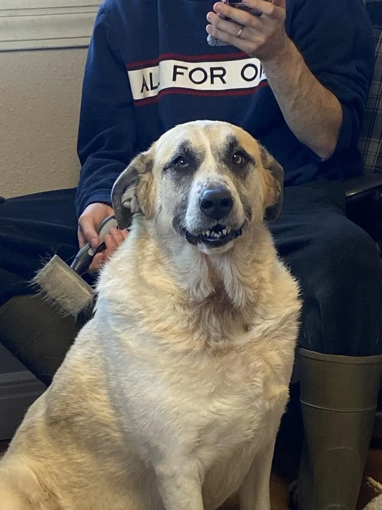 Luna Bear thumbnail 2