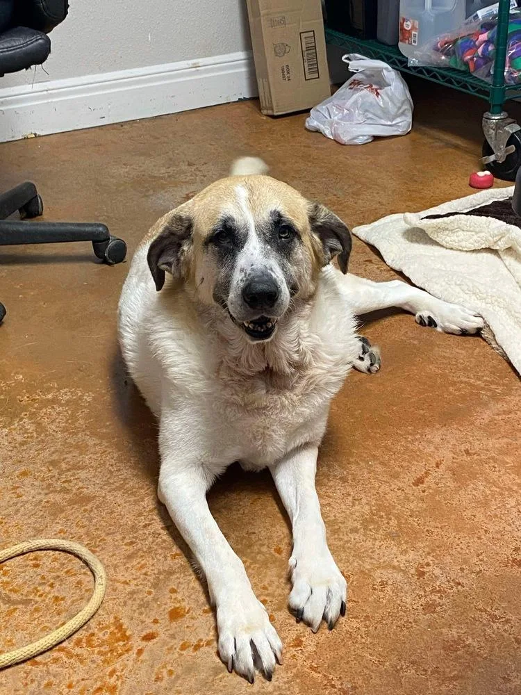 Luna Bear thumbnail 4