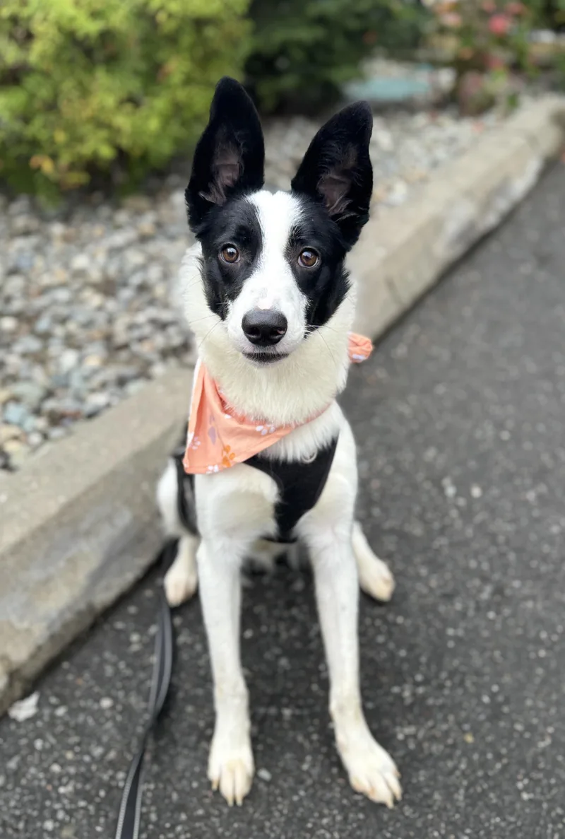 A baby medium-sized male McNab dog named Howdy for adoption in lynnwood , WA