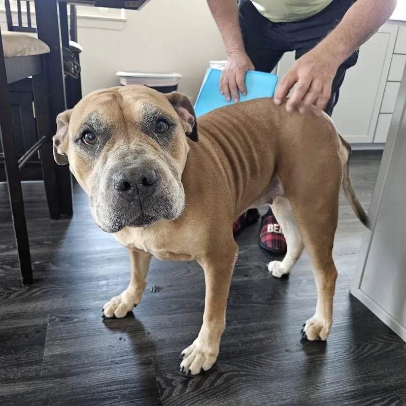 An adult large-sized female Apricot / Beige American Bulldog dog named Mrs. Bubbles for adoption in Chino valley, AZ