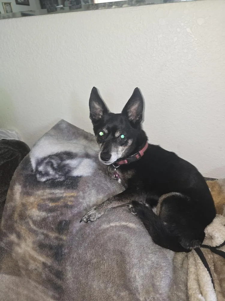 A senior small-sized female Chihuahua dog named Sassy for adoption in South Bend, IN