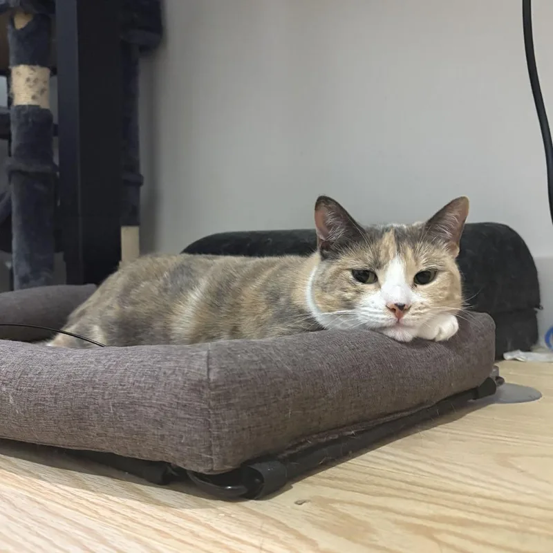 An adult medium-sized female Domestic Short Hair cat named Mabel for adoption in New York, NY