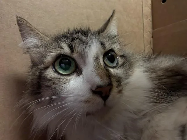 An adult small-sized female Domestic Short Hair cat named Jenny for adoption in Riverside, CA