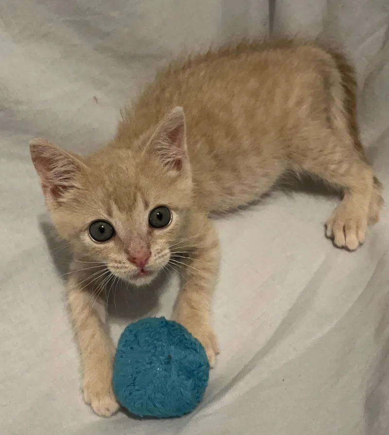 A baby medium-sized male Orange / Red Domestic Short Hair cat named Clay for adoption in Columbia, SC
