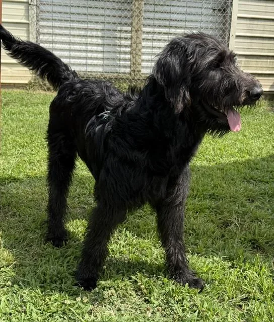 Bernard