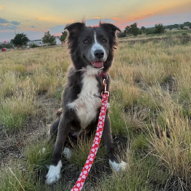 Nova