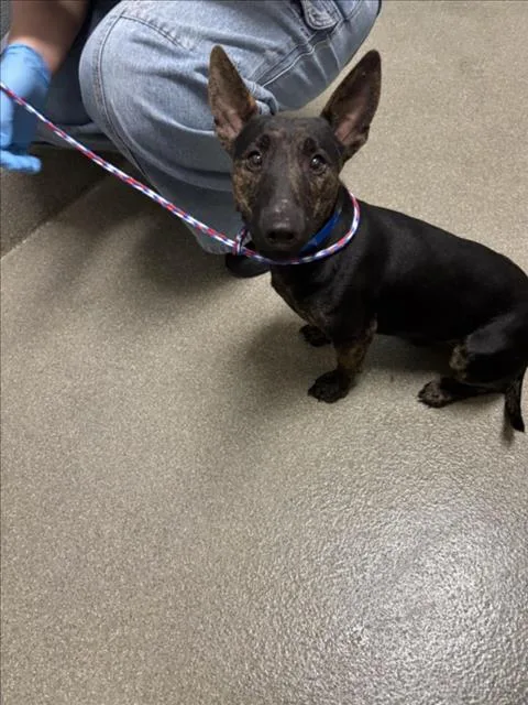 A young small-sized male Bull Terrier dog named Buko Pandan for adoption in Las Vegas, NV