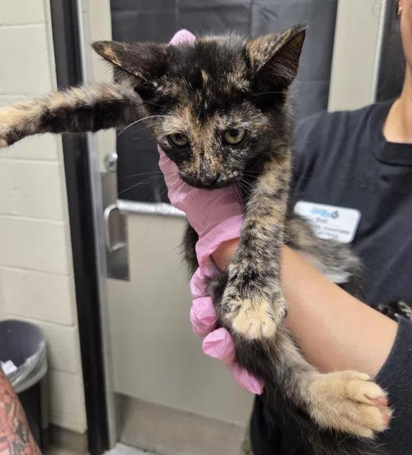 A baby small-sized female Domestic Short Hair cat named Foxy for adoption in El Cajon, CA