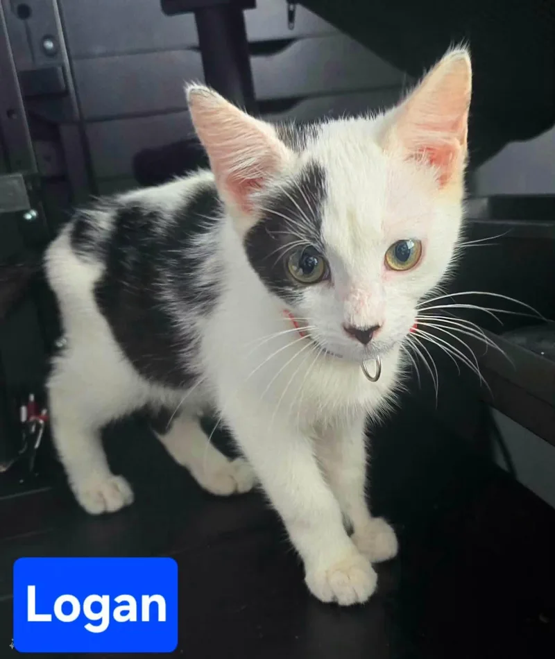 A baby medium-sized male Domestic Short Hair cat named Logan for adoption in Highland, NY