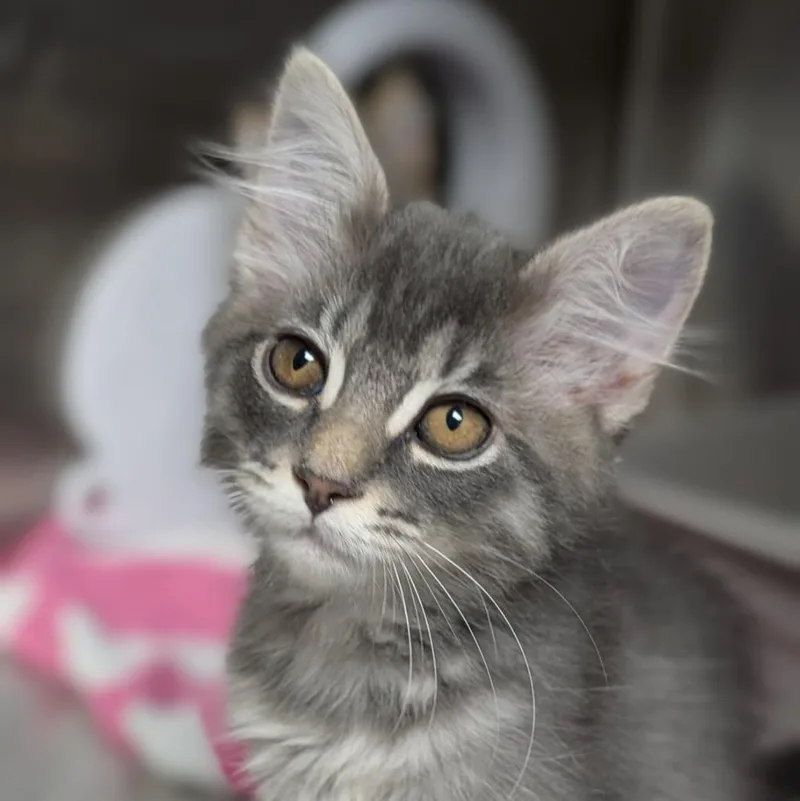 A baby medium-sized male Domestic Long Hair cat named Sandman for adoption in Shoreline, WA