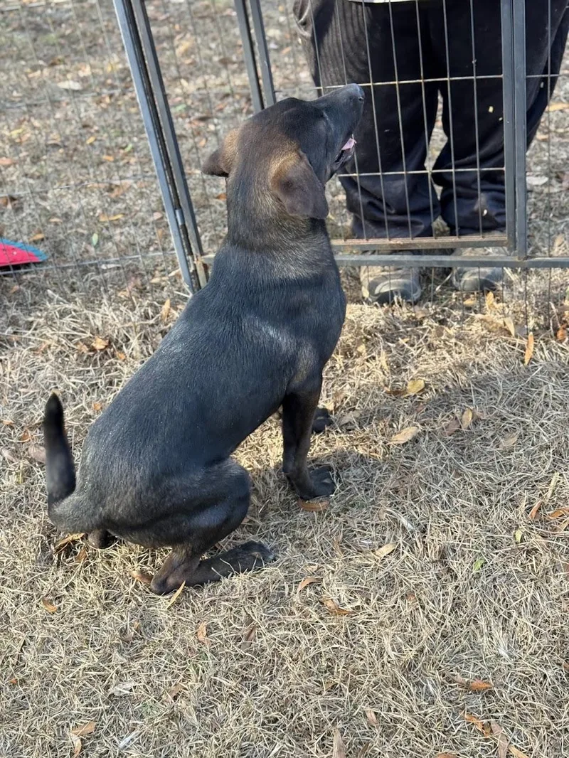 A young medium-sized male Shepherd dog named Jett for adoption in Fosters, AL
